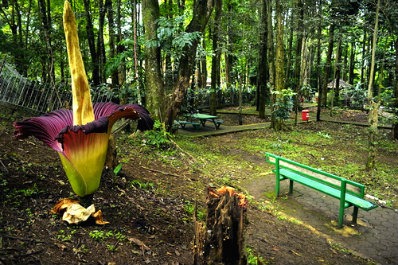 وهي عبارة عن محمية طبيعية وحديقة نباتية في باندونج، وتعتبر من أبرز معالم إندونيسيا، ومن أكثر الاماكن السياحية في باندونج ارتياداً من قبل السياح لمُشاهدة الكهوف اليابانية التي أقامها اليابانيون في الحرب العالمية عام 1942م كمكان للاختباء بها، حيث تقع في كامبونج باكار، قرية سيبوريال بمنطقة سيمينيان، ويتراوح ارتفاعها  بين 770 و 1330 متر فوق مستوى سطح البحر.  تمتد حديقة الغابات باندونج جوندا ما بين داغو باكار إلى ماريبايا، وتُغطي مساحة حوالي 590 هكتار، وقد تم أخذ اسم الحديقة من Djuanda Kartawidjaja، وهو آخر رئيس وزراء إندونيسيا.  تتميز الحديقة بتربتها الخصبة التي تحوي حوالي 2500 نوع من النباتات، كما يوجد بها عدداً من الشلالات والكهوف. تم إنشاء الحديقة في عام 1965 بمساحة حوالي 10 هكتارات، ولكنها الآن تمتد إلى 590 هكتاراً من داغو باكار إلى ماريبايا. وهي تدار حاليا من قبل دائرة الغابات في حكومة مقاطعة جاوة الغربية.