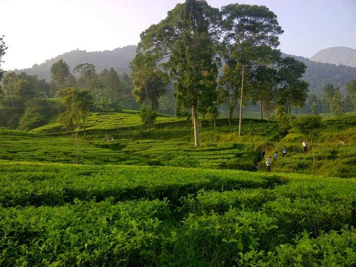 تقوم العديد من المكاتب السياحية بتنظيم رحلات إلى مزارع جونونج ماس الرائعة في بونشاك، والممتدة على مساحات شاسعة تقدر بحوالي 170 فداناً، من الغابات المليئة بأشجار الصنوبر والخيرزان، إلى مزارع وحقول الشاي، المزروعة على منحدرات منسقة بشكل مذهل يسر الناظرين.  يمكنك التجوال وسط مزارع جونونج ماس، عن طريق ركوب الخيل، والتعرف على طريقة زراعة الشاي، والتفاعل مع المزارعين، وتذوق أشهى كأس من الشاي الطازج. كذلك داخل مزارع جونونج ماس ستتمكن من مشاهدة أجمل أنواع الحيوانات البرية كالقرود والأفيال وغيرها الكثير.