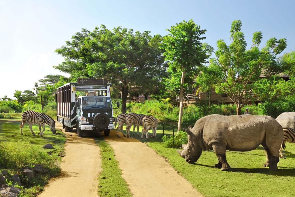 تعد حديقة سفاري بونشاك من أجمل الاماكن السياحية في بونشاك للعوائل، حيث سيستمتع أطفالك للغاية، خاصة مع تفاعلهم مع الحيوانات، والقيام بإطعامهم بأنفسهم. يوجد في مركز الحديقة كذلك مسابح، وهناك عروض السيرك المسلية للغاية. تعتبر حديقة سفاري بونشاك من أفضل مراكز تربية الحيوانات في إندونيسيا، وستجد بداخلها أكثر من 2500 حيوان وطائر من كافة أنحاء العالم.