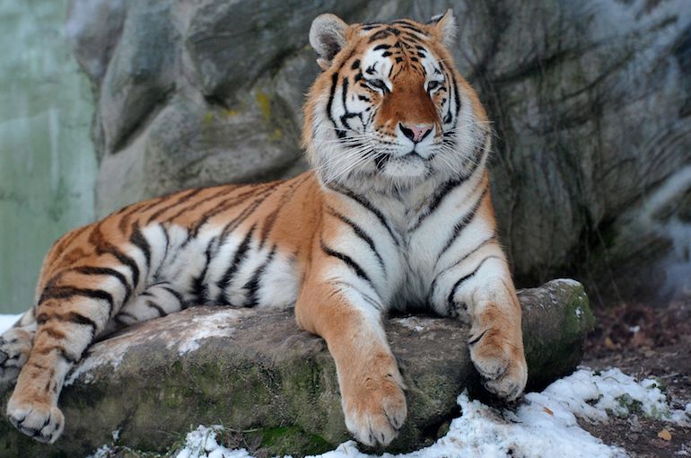 تعتبر حديقة حيوانات تايبنج من أقدم حدائق الحيوانات في ماليزيا وهي الحديقة الوحيدة في شمال ماليزيا كما تعتبرمن الحدائق الرئيسة في ماليزيا تضم الحديقة 180 نوع من البرمائيات والزواحف والثديات بالأضافة الي عدد كبير من قرود المكاك الجذع الذيل.