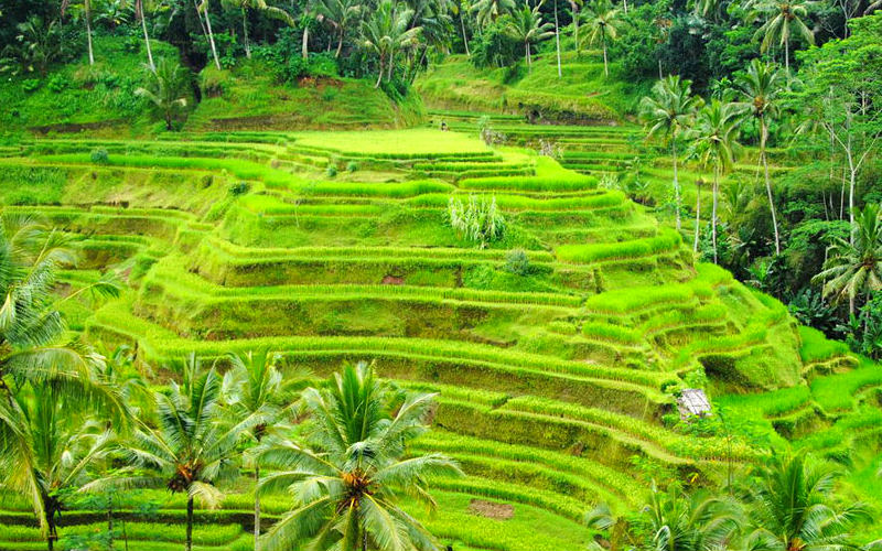 من أفضل الأماكن السياحية في بالي وأكثرها مثالية للباحثين عن عطلة مليئة بالاستجمام والاسترخاء والهدوء في أحضان الطبيعة البكر الخلابة، أما إن كنت من هواة أو مُحترفي التصوير، فلن تجد مكان في جزيرة بالي خلال جولات السياحة في إندونيسيا خاصتك أفضل من مصاطب أرز تيغالالانغ لالتقاط أروع الصور الفوتوغرافية والتذكارية المُوّثقة للرحلة. تقع مدرجات أرز تيغالالانغ على بُعد نصف ساعة بالسيارة من شمال مدينة أوبود الأثرية الرئيسية في الجزيرة، ولكن قد يتطلب منك الأمر دفع رسوم للدخول وصفّ السيارة مع رسوم أخرى يطلبها السكان المحليون طوال الطريق، لذا يُمكنك التهرُّب من تلك التكاليف الإضافية بإنجاز مهامك من قلب أحد مطاعم أو مقاهي الطريق المُطلة على مُدرجات الأرز.