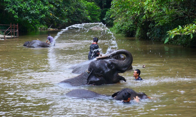 أو “محمية رعاية الفيلة اليتيمة بكوالا جانداه” وهي عبارة عن ملاذ خاص للأفيال، وتعتبر واحدة من أكثر معالم السياحة في باهانج تميُزاً، والتي تأسست في عام 1989 داخل محمية كراو للحياة البرية، وتدار من قبل وزارة الحياة البرية الماليزية والحدائق الوطنية.  في هذا المركز، يتم جلب الأفيال اليتيمة لإيواءها، إذ أنه تم نقل أكثر من 700 من الفيلة البرية بنجاح إلى أماكن أكثر ملاءمة مثل تامان نيجارا. بعد فترة وجيزة من اكتشاف السياح لملجأ الفيلة هذا، تطور المركز والمنطقة المحيطة به بسرعة كبيرة إلى منطقة جذب سياحي شهيرة.